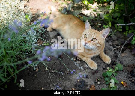 Rote Katze ruht im Garten. Zwischen wunderschönen Pflanzen. Happy PET Life Konzept. Stockfoto