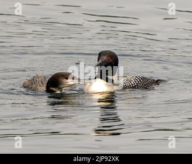 Gewöhnlicher Loon mit jungen unreifen Babyloonen, die in ihrer Umgebung und ihrem Lebensraum schwimmen. Loon-Bild. Hochformat. Bild. Stockfoto