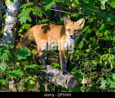 Rotfuchs auf einem Baumstamm und sonnt sich im späten Abendlicht in seiner Umgebung und Umgebung mit Laub im Hintergrund und im Vordergrund. Fox Im Stockfoto