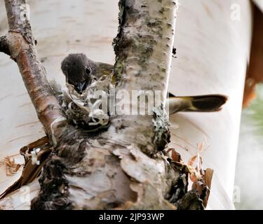 Waldsänger, der in seiner Umgebung und seinem Lebensraum ein Nest auf einem Birkenstamm baut. Foto Des Waldsängers. Bild. Bild. Hochformat. Waldsänger American Red Start. Stockfoto