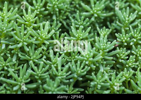 Nahaufnahme von Sedum hispanicum oder spanischer Steinkropf. Grün saftige Pflanze Makro Hintergrund Stockfoto