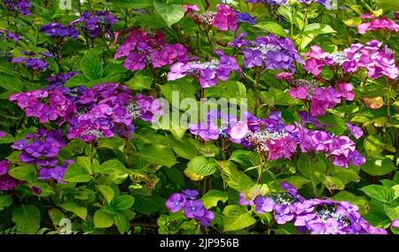 LILA BLÜTEN DES HORTENSIA HORTENSIA STRAUCH IM SOMMER Stockfoto