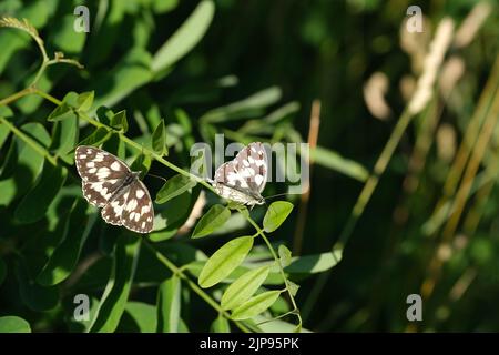 Zwei marmorierte weiße Schmetterlinge, die in der Natur auf einem Blatt ruhen, ein wunderschöner schwarz-weißer Schmetterling. Stockfoto