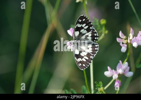 Marmorierte weiße Schmetterlinge, die in der Natur aus nächster Nähe auf einer violetten Blume ruhen Stockfoto