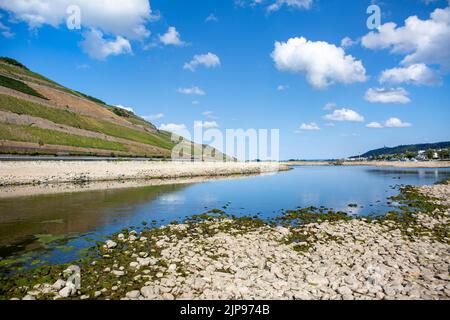 Ausgetrocknetes Flussbett des Rheins in der Nähe des Zusammenflusses von nahe und Rhein bei Bingen, Deutschland - sichtbare Felsen und Sandbeine aufgrund des außergewöhnlich niedrigen Wasserstandes nach einer langen Dürreperiode im August 2022. Stockfoto