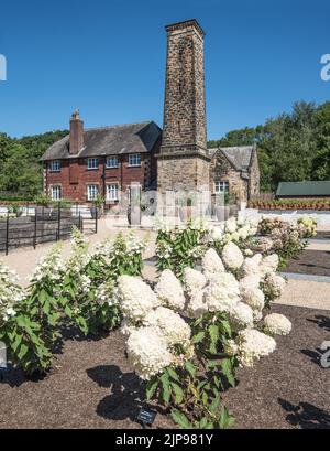 Die massiven Köpfe der Paniculata Phantom Hortensia, (Euro Trials), auf dem Innenhof der RHS bridgewater Gardens, Worsley, Salford, Greater Manchester Stockfoto