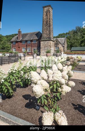 Die massiven Köpfe der Paniculata Phantom Hortensia, (Euro Trials), auf dem Innenhof der RHS bridgewater Gardens, Worsley, Salford, Greater Manchester Stockfoto