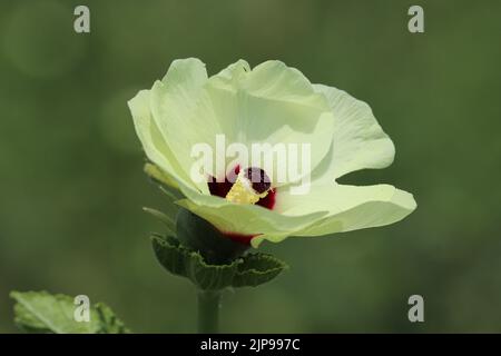 Okra Blume auf der Farm im westlichen Ufer des Nils Stockfoto