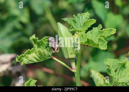 Grüne Okra auf den Farmen des Westufers in Luxor Stockfoto