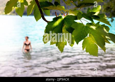 Bäume und eine Frau im Badeanzug, die in einem wunderschönen Weissensee in Kärnten, Österreich, schwimmt Stockfoto