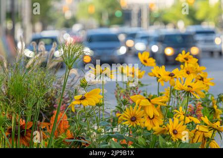 Verkehr hinter einem Blumenstrauß - Abstrakt Stockfoto