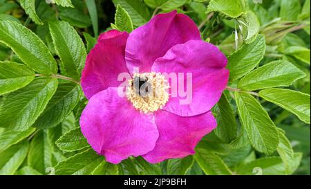 Eine Nahaufnahme der Hagebuttenblüte mit einer Hummel in einem Garten Stockfoto