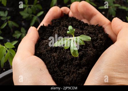 Tomaten aus Samen anbauen, Schritt für Schritt. Schritt 9 - Sämlinge Pflanzen. Stockfoto