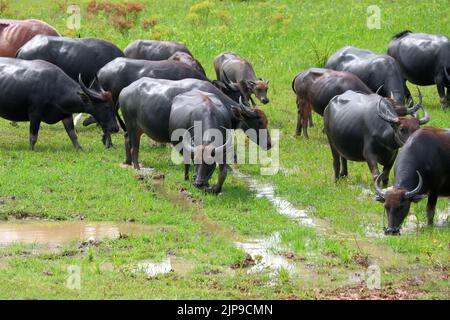 asiatische Wasserbüffel oder Bubalus beispielsweise im Fahrerlager Stockfoto