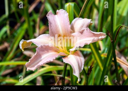 Hemerocallis 'Luxury Lace' eine im Frühling blühende Pflanze mit einer blassrosa Sommerblüte, die gemeinhin als Taglilie bekannt ist, Stock-Foto-Bild Stockfoto