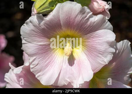 Alcea 'Nigra' (althaea rosea) eine hoch blühende Pflanze, allgemein bekannt Hollyhock, die während der Frühlings- und Sommersaison eine weiße Blume hat, Stock pho Stockfoto