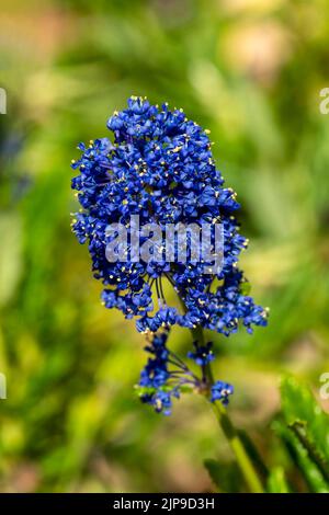 Ceanothus azureus 'Concha' eine frühlingsblühende Strauchpflanze mit einer blauen Frühlingsblume, die allgemein als kalifornischer Flieder bekannt ist, Stock Photo image Stockfoto