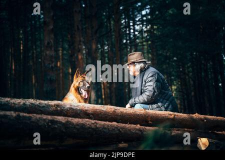 Hund, deutscher Schäferhund, Spaziergang, Hunde, deutscher Schäferhund, Spaziergänge Stockfoto