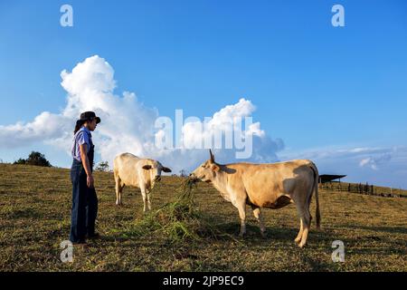 asiatische Frau in Cowboy Mode-Stil entspannen ihren Urlaub mit Kühen Familie gibt Weideplatz und bunte Natur Hintergrund Stockfoto