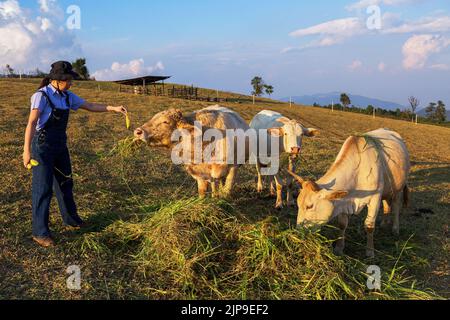 asiatische Frau in Cowboy Mode-Stil entspannen ihren Urlaub mit Kühen Familie gibt Weideplatz und bunte Natur Hintergrund Stockfoto