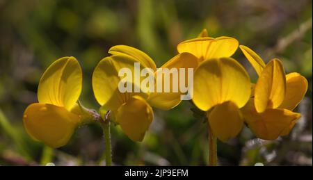 Vier gelbe Blüten des Vogelfußblattes, Lotus corniculatus. Stockfoto