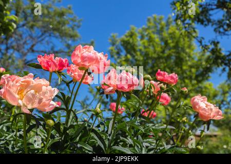 Pfingstrose Koralle Charm orange rosa Pfingstrose Blume in Blüte Stockfoto