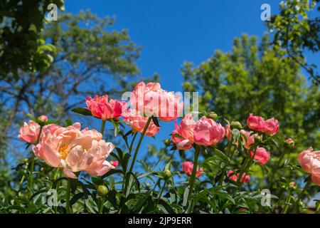 Pfingstrose Koralle Charm orange rosa Pfingstrose Blume in Blüte Stockfoto