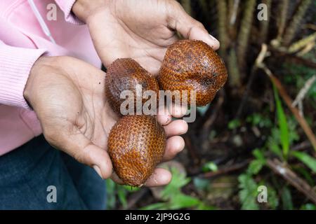 Früchte von Salak (Salacca zalacca), oder Schlangenfrucht, gehalten in den Händen eines indonesischen Mannes. Halmahera, Indonesien. Stockfoto