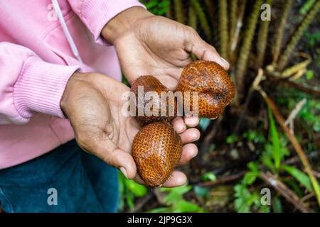 Früchte von Salak (Salacca zalacca), oder Schlangenfrucht, gehalten in den Händen eines indonesischen Mannes. Halmahera, Indonesien. Stockfoto