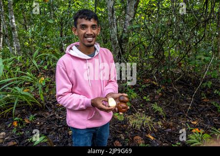 Früchte von Salak (Salacca zalacca), oder Schlangenfrucht, gehalten in den Händen eines indonesischen Mannes. Halmahera, Indonesien. Stockfoto