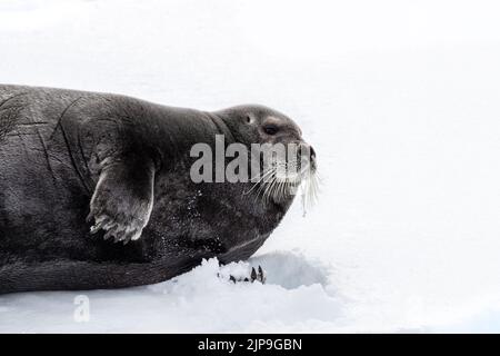 Erwachsen bärtige Robbe, Erignathus barbatus, ruht auf dem schnellen Eis von Svalbard, einem norwegischen Archipel zwischen dem norwegischen Festland und dem Nordpol. Stockfoto