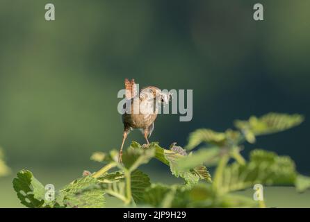 Wren mit Essen im Schnabel, in der Nähe von Fountain's Abbey, North Yorkshire Stockfoto