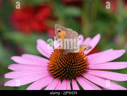 Ein Schmetterling und eine Biene während der Arbeit an den Blüten von Echinacea Stockfoto