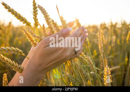 Die Hand einer Frau hält reife Ähren von Getreide auf einem verschwommenen Hintergrund eines Getreidefeldes. Das Konzept der Ernte, Nahrung. Stockfoto