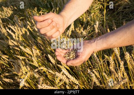 Die Hand eines Mannes hält reife Getreidekörner auf einem verschwommenen Hintergrund eines Getreidefeldes. Draufsicht. Erntekonzept. Stockfoto