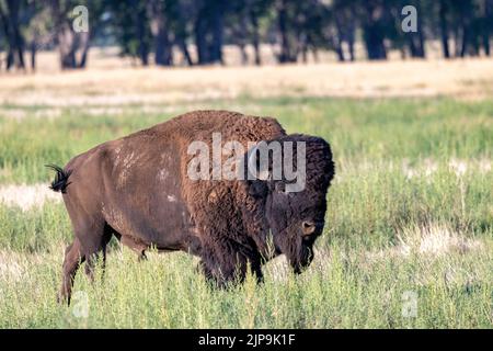 Male American Bison (Bison Bison) - Rocky Mountain Arsenal National Wildlife Refuge, Commerce City, in der Nähe von Denver, Colorado Stockfoto