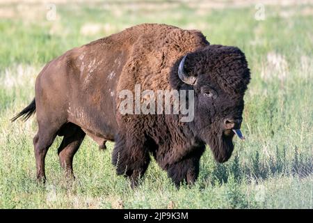 American Bison (Bison Bison) ragt während der Rut aus der Zunge - Rocky Mountain Arsenal National Wildlife Refuge, Commerce City, nahe Denver, Colora Stockfoto