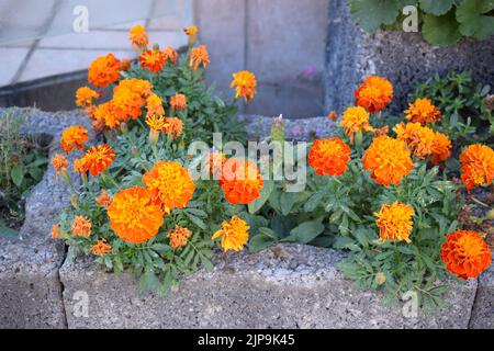 Ringelblumen Stockfoto