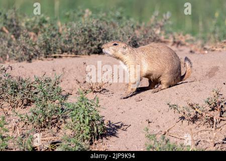 Schwarzschwanz-Präriehund (Cynomys ludovicianus) in Alarmbereitschaft - Rocky Mountain Arsenal National Wildlife Refuge, Commerce City, in der Nähe von Denver, Colorado Stockfoto