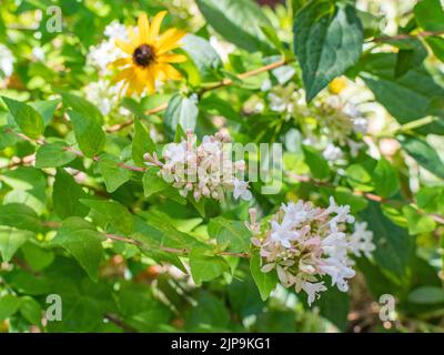 An einem sonnigen Morgen im Sommer vermischt sich die weiße abelia mit einer schwarzen susan-Blume. Stockfoto