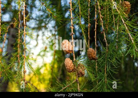 Zweig der Europäischen Lärche Larix Dichuda mit Kiefernzapfen auf verschwommenem Hintergrund und Kopierraum auf der rechten Seite. Stockfoto