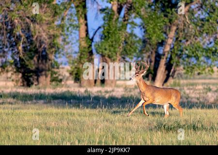 Männlicher Weißschwanzhirsch (Odocoileus virginianus) auf der Flucht im Rocky Mountain Arsenal National Wildlife Refuge, Commerce City, in der Nähe von Denver, Colorado Stockfoto