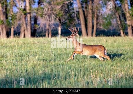 Männlicher Weißschwanzhirsch (Odocoileus virginianus) auf der Flucht im Rocky Mountain Arsenal National Wildlife Refuge, Commerce City, in der Nähe von Denver, Colorado Stockfoto