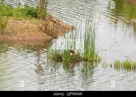 Während der Brutsaison saß Haubentaucher (Podiceps cristatus) auf dem Nest. Herefordshire England, Großbritannien. Juni 2022 Stockfoto