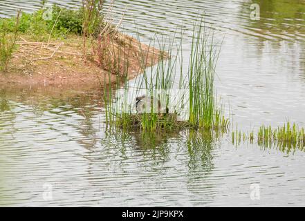 Haubentaucher (Podiceps cristatus), die während der Brutsaison zu Eiern tendiert. Herefordshire England, Großbritannien. Juni 2022 Stockfoto