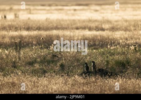 Zwei schwarze Präriehunde (Cynomys ludovicianus) mit Hintergrundbeleuchtung in der Prärie - Rocky Mountain Arsenal National Wildlife Refuge, Commerce City, nahe Denver, Stockfoto