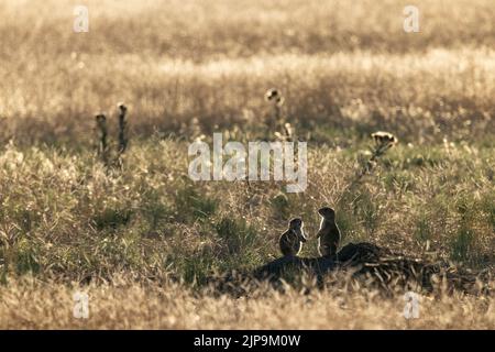 Zwei schwarze Präriehunde (Cynomys ludovicianus) mit Hintergrundbeleuchtung in der Prärie - Rocky Mountain Arsenal National Wildlife Refuge, Commerce City, nahe Denver, Stockfoto