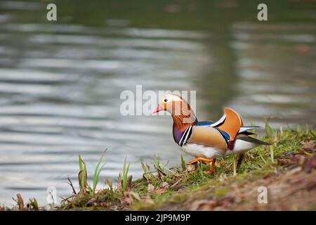 Eine wunderschöne männliche Mandarinente am See Stockfoto