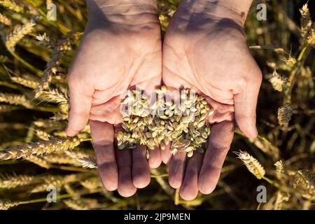 Die Hand eines Mannes hält reife Getreidekörner auf einem verschwommenen Hintergrund eines Getreidefeldes. Draufsicht. Erntekonzept. Stockfoto