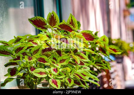 Die Blätter der Sun Coleus Pflanze, roter und grüner Coleus. Stockfoto